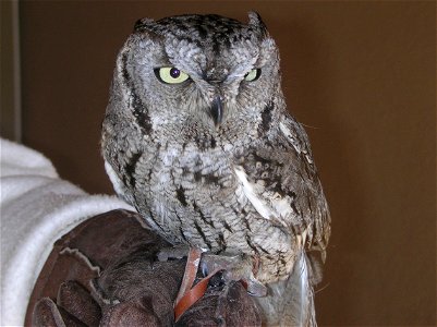 Western Screech Owl (Megascops kennicottii) photo