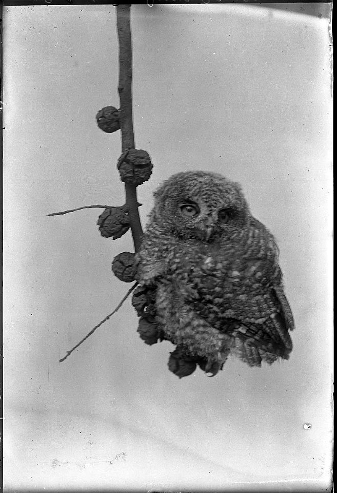 Owl 1