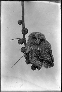 Owl 1 photo