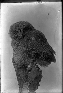 Owl 3 photo