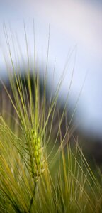 Harvest summer agriculture