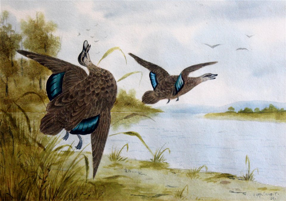 PACIFIC BLACK DUCKS (1929)