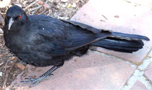 White-winged Chough Corcorax melanorhamphos, Australian National Botanic Gardens, Canberra
