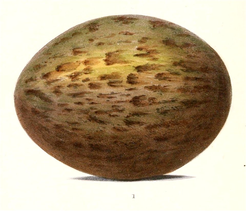 English:  « Choriotis australis » = Ardeotis australis (Australian Bustard) - eggFrançais :  « Choriotis australis » = Ardeotis australis (Outarde d'Austra