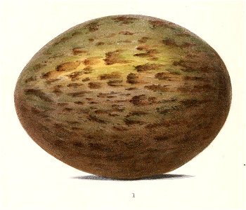 English:  « Choriotis australis » = Ardeotis australis (Australian Bustard) - eggFrançais :  « Choriotis australis » = Ardeotis australis (Outarde d'Austra