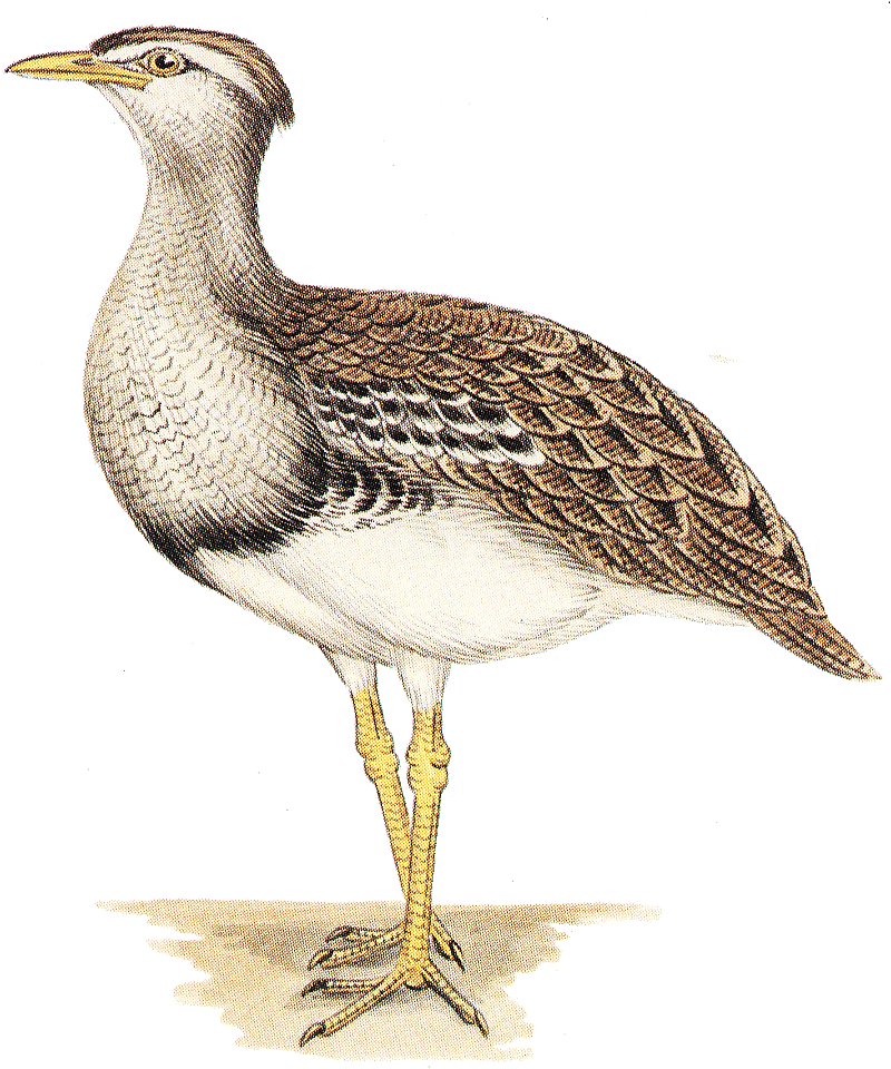 This file has been extracted from another file:  Cayley p3 Australias Largest Birds.jpg