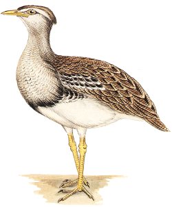 This file has been extracted from another file:  Cayley p3 Australias Largest Birds.jpg