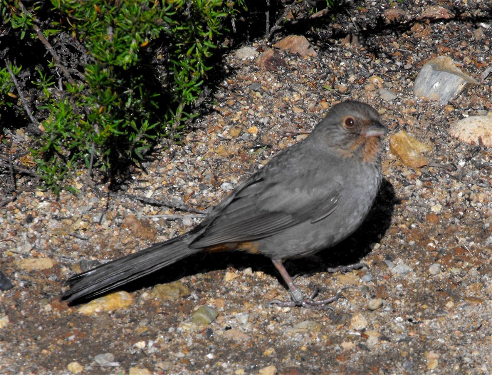 California Towhee at Cabrillo National Monument, San Diego, California, USA.