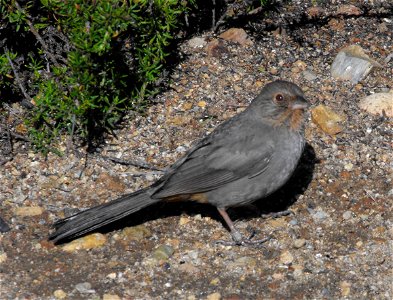 California Towhee at Cabrillo National Monument, San Diego, California, USA.