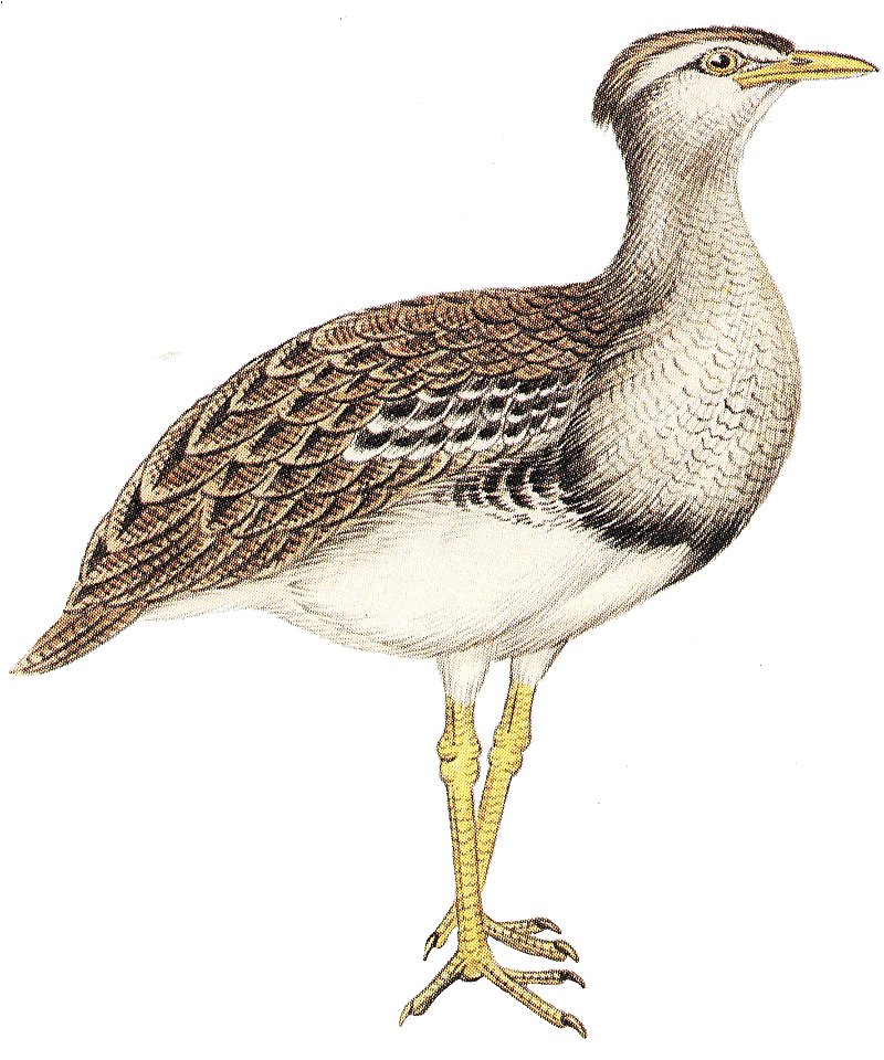 This file has been extracted from another file:  Cayley p3 Australias Largest Birds.jpg