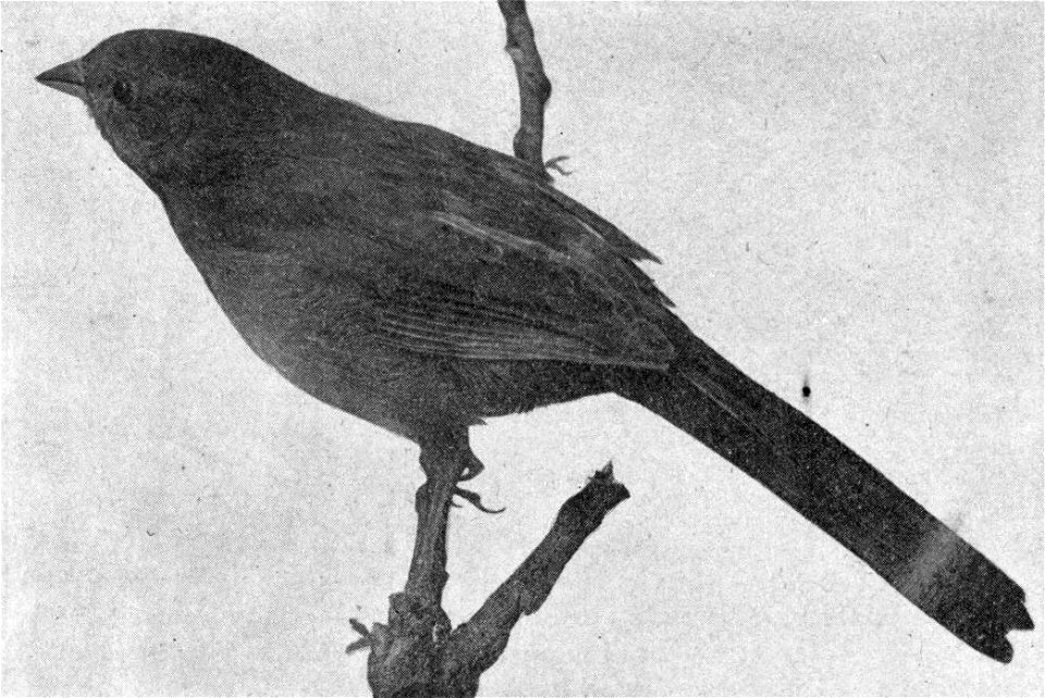 California Towhee