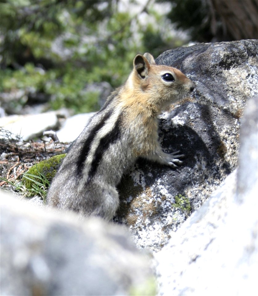 Image taken near Horsetail Falls in the Desolation Wilderness.