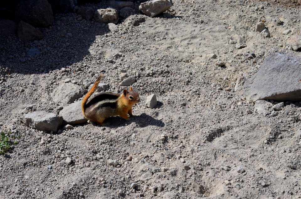 Golden-mantled Ground Squirrel: Spermophilus lateralis