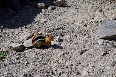 Golden-mantled Ground Squirrel: Spermophilus lateralis