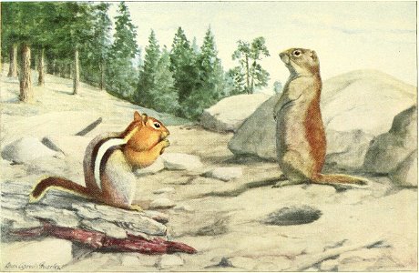 Sierra Golden Mantled Ground Squirrel (at left), Belding Ground Squirrel (at right)