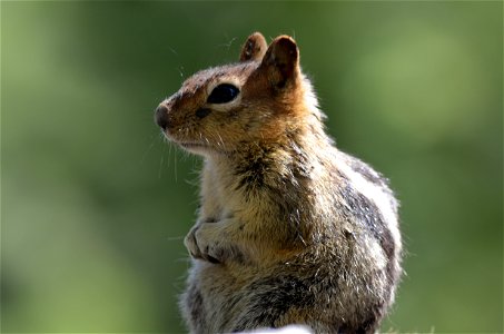 Golden-mantled Ground Squirrel: Spermophilus lateralis