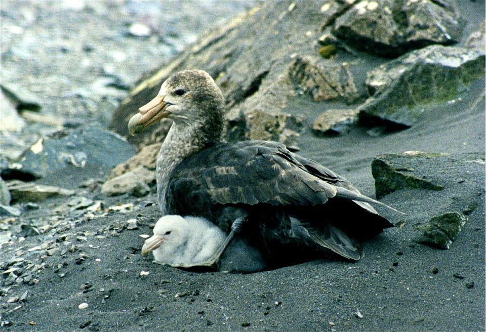 Giant petrel with chicks (Macronectes giganteus)