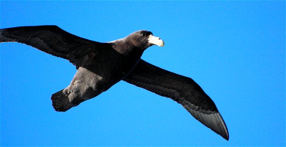 Southern Giant Petrel in Antarctica