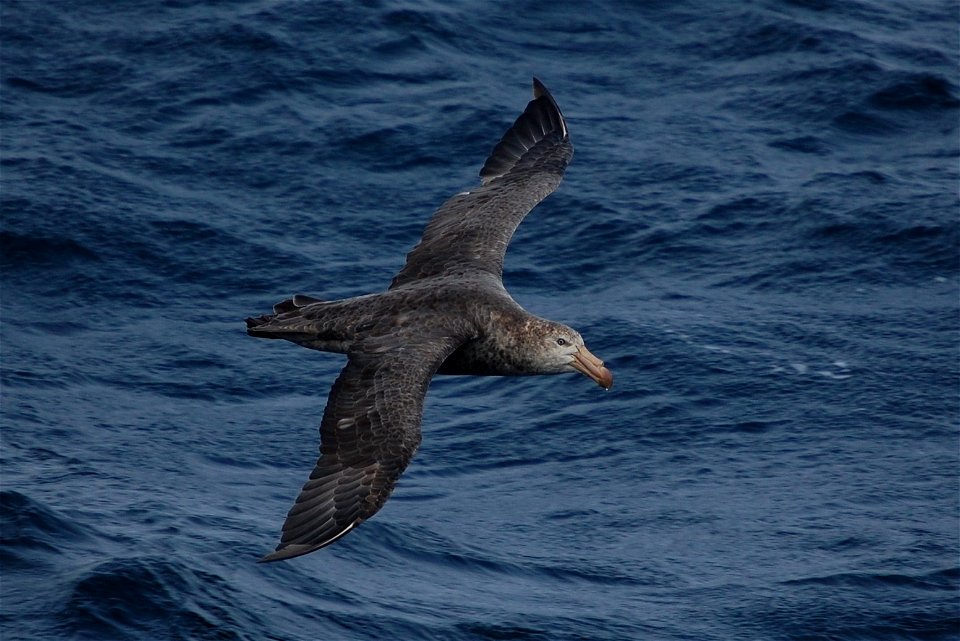 Northern giant petrel. Southern Ocean, Drake's Passage area.
