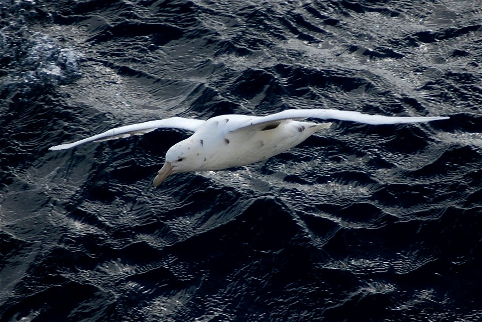 Southern giant petrel light phase. Southern Ocean, Drake's Passage area.