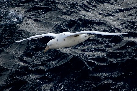 Southern giant petrel light phase. Southern Ocean, Drake's Passage area.