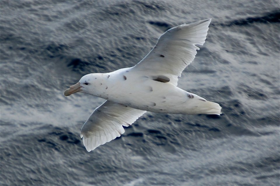 Southern giant petrel light phase. Southern Ocean, Drake's Passage area.