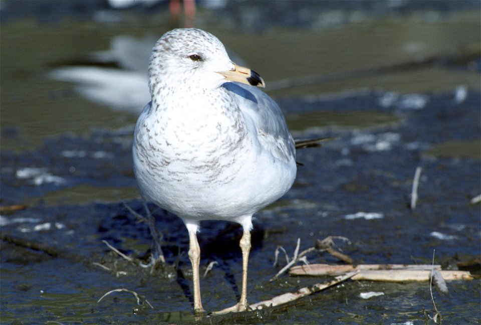 California gull larus californicus