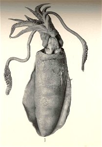 Sepioteuthis lessoniana syn. S. arctipinnis

 Sepioteuthis arctipinnis, ventral view of male from market at Honolulu
Subject: Cephalopoda, Sepioteuthis
Tag: Fish