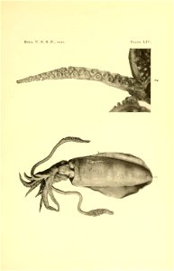 1. Sepioteuthis lessoniana syn. S. arctipinnis, 2. Nototodarus hawaiiensis syn. Ommastrephes hawaiiensis photo