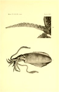 1. Sepioteuthis lessoniana syn. S. arctipinnis, 2. Nototodarus hawaiiensis syn. Ommastrephes hawaiiensis