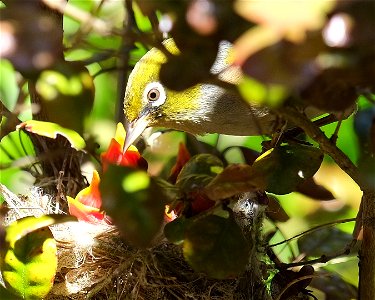 Silvereye with three chicks in nest