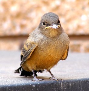 The Say's phoebe (Sayornis saya) is one of the first birds to return to Zion Canyon in the spring. NPS Photo