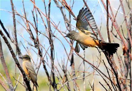 A pair of Says phoebes near headquarters on Seedskadee National Wildlife Refuge.  They are common near refuge headquarters during the summer, often spotted catching moths trapped along the eves of the