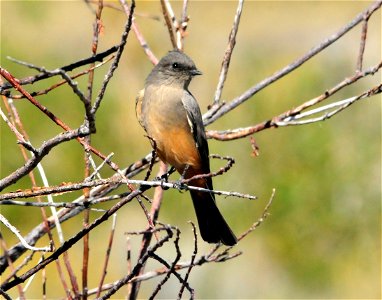 A Says phoebe near headquarters on Seedskadee National Wildlife Refuge.  They are common near refuge headquarters during the summer, often spotted catching moths trapped along the eves of the building