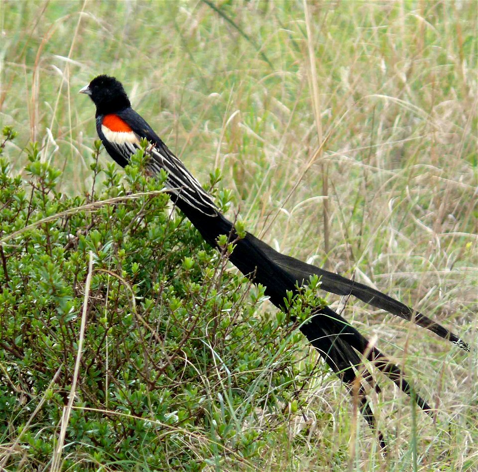 I shot this photo during my recent visit to South Africa. We were visiting the Rhino and Lion park near Joburg on 29th Oct 2007, when I was fascinated by the flight of this beautiful bird. I waited fo