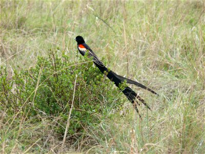 I shot this photo during my recent visit to South Africa. We were visiting the Rhino and Lion park near Joburg on 29th Oct 2007, when I was fascinated by the flight of this beautiful bird. I waited fo