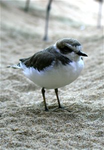 All sections of Surf and Wall Beaches are slated to close March 1, for the nesting season of the western Snowy Plover. The U.S. Fish and Wildlife Service will be implementing the seasonal restrictions photo
