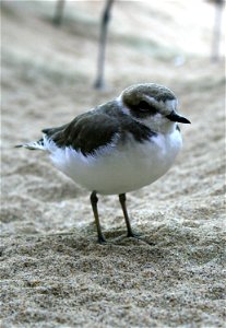 All sections of Surf and Wall Beaches are slated to close March 1, for the nesting season of the western Snowy Plover. The U.S. Fish and Wildlife Service will be implementing the seasonal restrictions