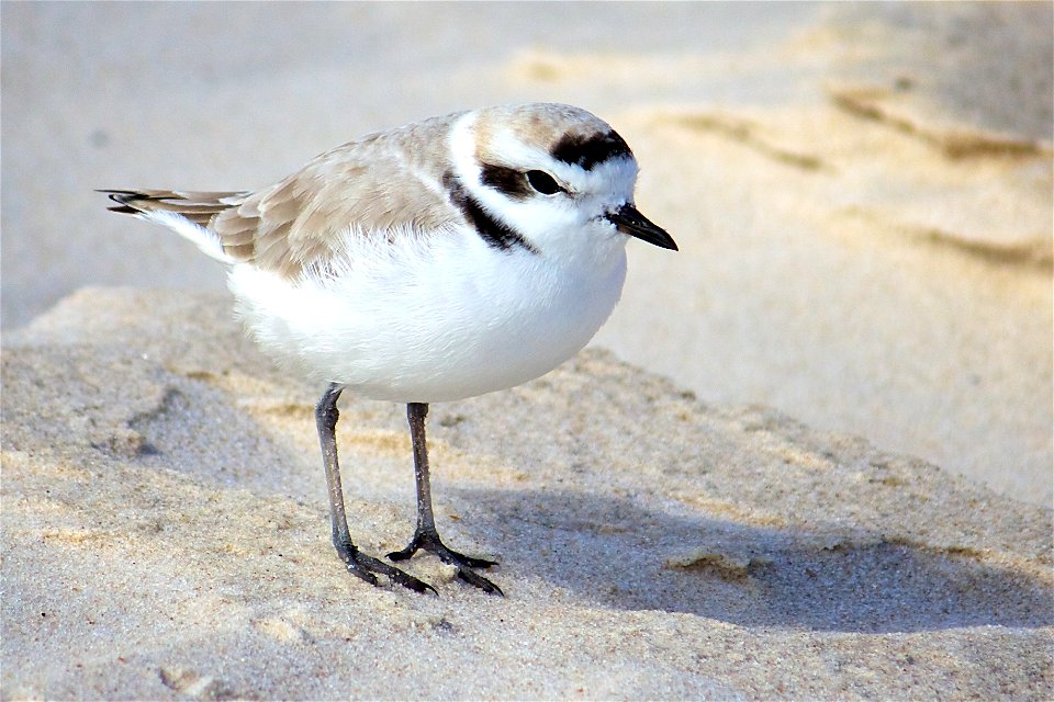 Snowy plover (Charadrius nivosus) at Bon Secour National Wildlife Refuge
Credit: USFWS

Photographer: Keenan Adams