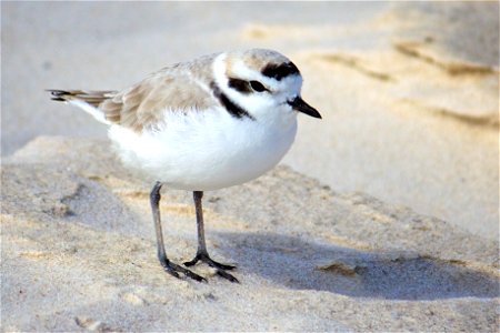 Snowy plover (Charadrius nivosus) at Bon Secour National Wildlife Refuge Credit: USFWS Photographer: Keenan Adams photo