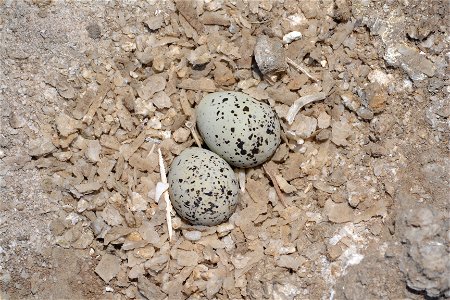 Western snowy plovers (SNPL) sometimes make nests in salt pannes, salt flats, or around areas where salt is naturally extracted from the earth.  Here, in the San Diego Bay, "South Bay Salt Works&