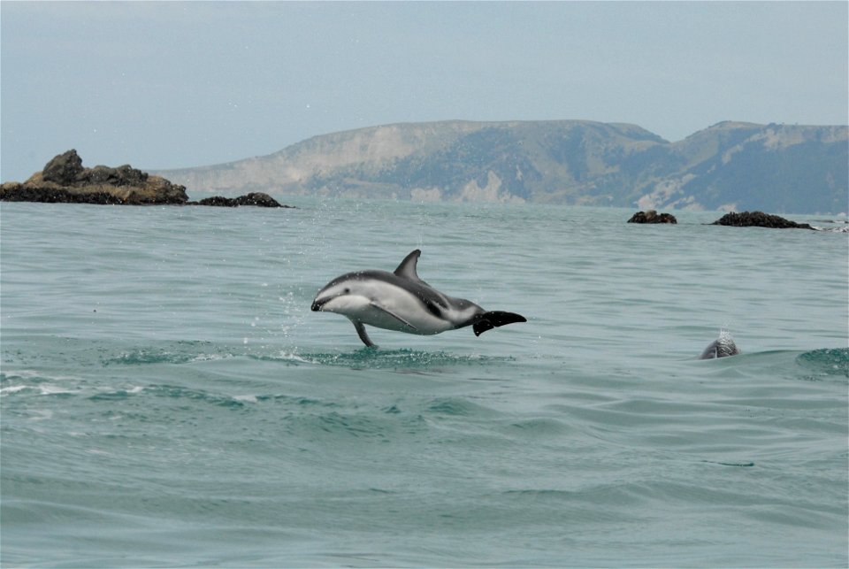 Dusky dolphin (Lagenorhynchus obscurus)