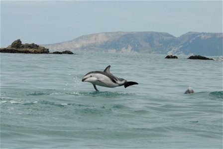 Dusky dolphin (Lagenorhynchus obscurus) photo