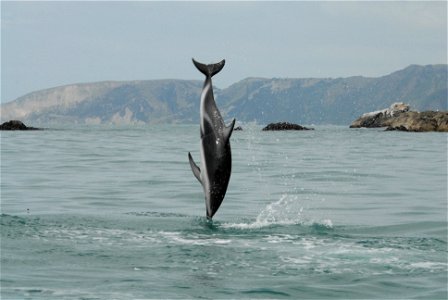 Dusky dolphin (Lagenorhynchus obscurus). New Zealand. Photographer: Dr. Mridula Srinivasan, NOAA/NMFS/OST/AMD. photo