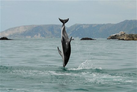 Dusky dolphin (Lagenorhynchus obscurus). New Zealand.
Photographer: Dr. Mridula Srinivasan, NOAA/NMFS/OST/AMD.