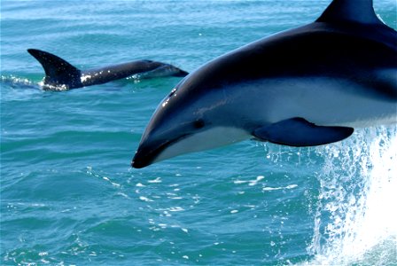 Dusky dolphin (Lagenorhynchus obscurus). New Zealand.