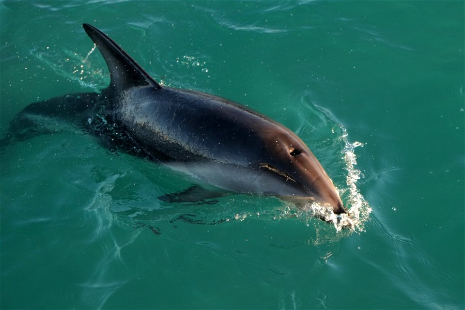 Dusky Dolphin on the surface (near Kaikoura), its blowhole clearly visible