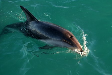 Dusky Dolphin on the surface (near Kaikoura), its blowhole clearly visible photo