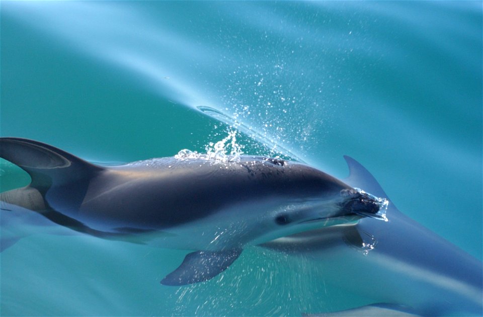Dusky dolphin (Lagenorhynchus obscurus).
New Zealand. 

Photographer: Dr. Mridula Srinivasan, NOAA/NMFS/OST/AMD.