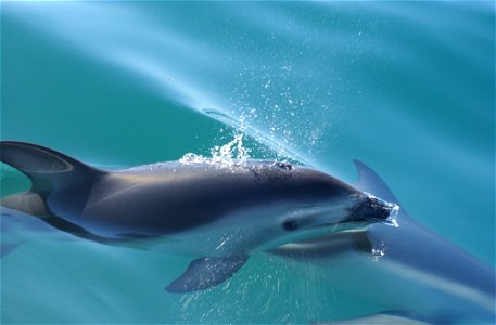 Dusky dolphin (Lagenorhynchus obscurus).
New Zealand. 

Photographer: Dr. Mridula Srinivasan, NOAA/NMFS/OST/AMD.